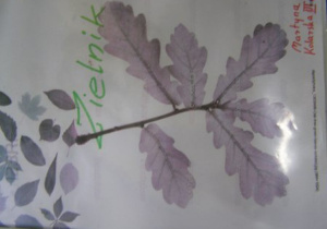 Zielnik 6
