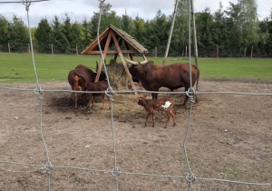 Para ankoli z dwójką młodych posila się sianem z paśnika.