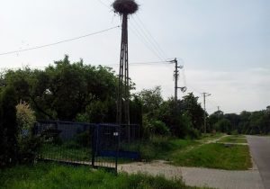 Bociany w gnieździe
