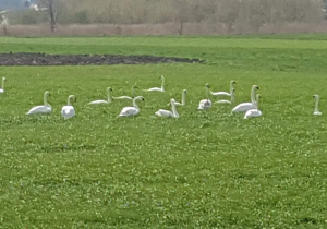 Łabędzie na łące