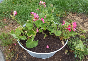 Okrągły pojemnik z pelargoniami