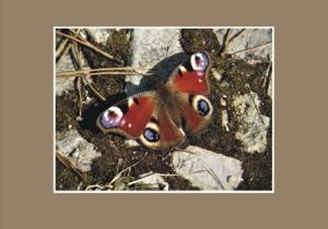 Motyl Rusałka Pawik