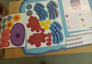 Magnesy "Budowa komórki roślinnej i zwierzęcej".