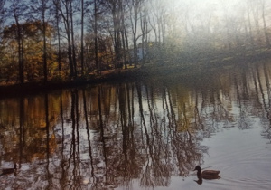 Staw na Młynku