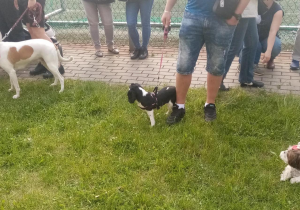 Cztery pieski czekają na pokaz podczas Wystawy Psów.