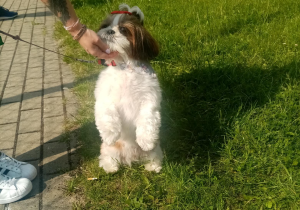 Biało-brązowy piesek stoi na dwóch łapkach.