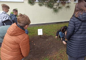Sadzenie krokusów