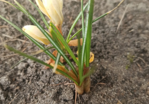 Kwitnące przy szkole krokusy - efekt troski o środowisko