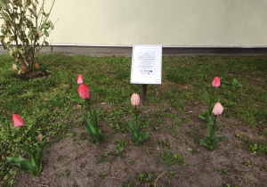 Tulipany przed szkołą