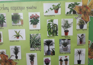 Zdjęcia roślin oczyszczających powietrze.