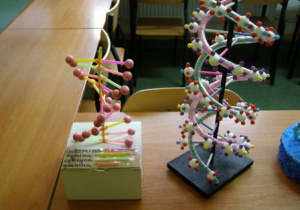 Dwa modele DNA.