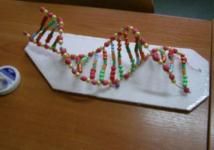 Model DNA wykonany z różnokolorowych koralików.