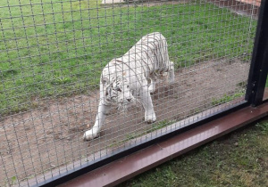 Biały tygrys stoi przy siatce.