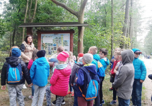 Pani Leśnik zapoznaje dzieci z tablicą przedstawiającą warstwy lasu.