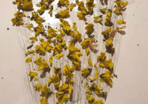 Narysowany krzew forsycji ozdobiony żółtymi kwiatami.