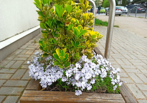 Skrzynki z roślinami kwitnącymi przed wejściem do szkoły