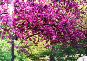 Zdjęcie przedstawiające różowo-filetowe kwiaty na drzewie