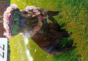Zdjęcie psa na trawie w wianku z kwiatów